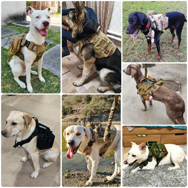 Tactical Big Dog Training Vest Set